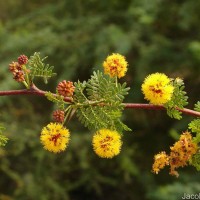 Vachellia eburnea (L.f.) P.J.H.Hurter & Mabb.
